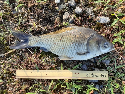 フナの釣果