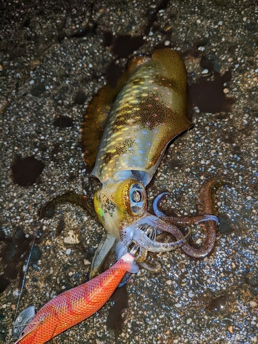 アオリイカの釣果