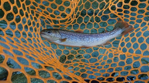 イワナの釣果