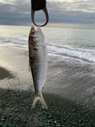 コノシロの釣果