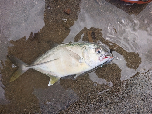 メッキの釣果