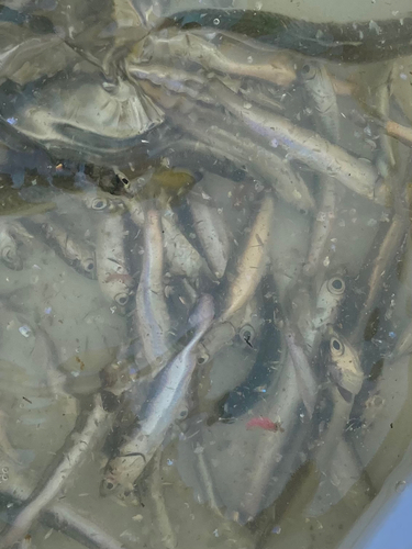 カタクチイワシの釣果