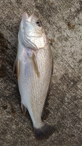 イシモチの釣果