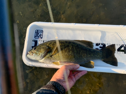 スモールマウスバスの釣果