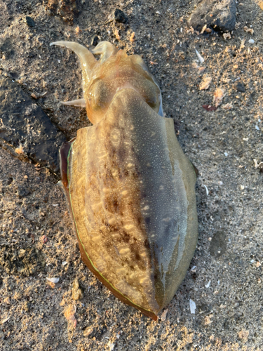 モンゴウイカの釣果