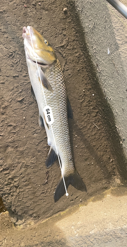 ニゴイの釣果