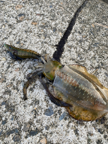 アオリイカの釣果