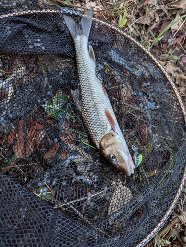 ニゴイの釣果