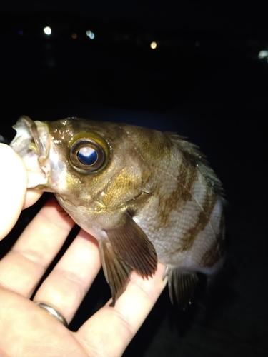 メバルの釣果