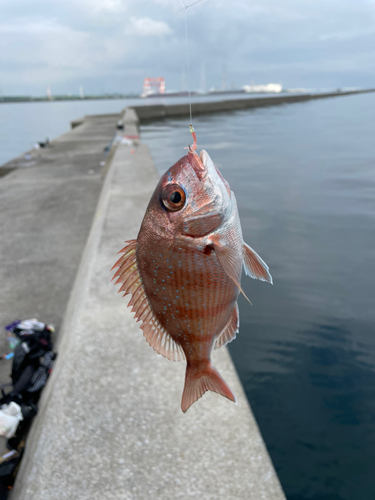 タイの釣果