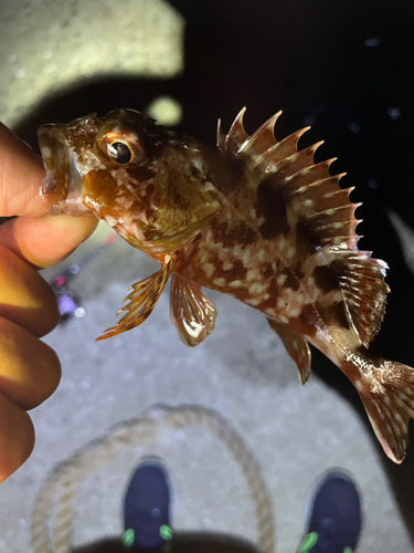 アラカブの釣果