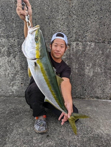 ブリの釣果