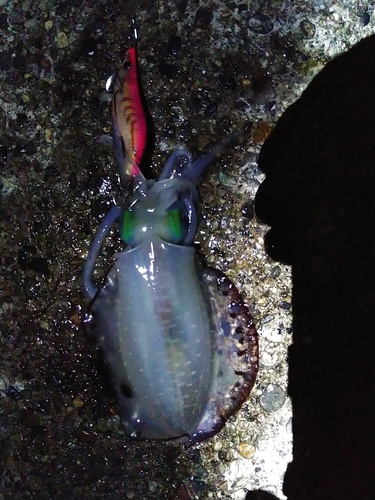 アオリイカの釣果