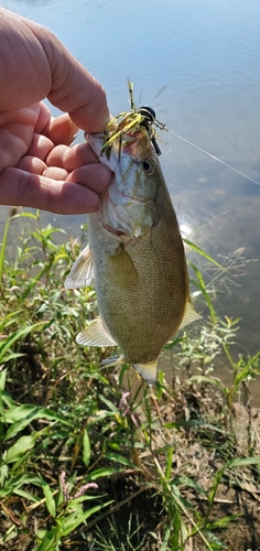 スモールマウスバスの釣果