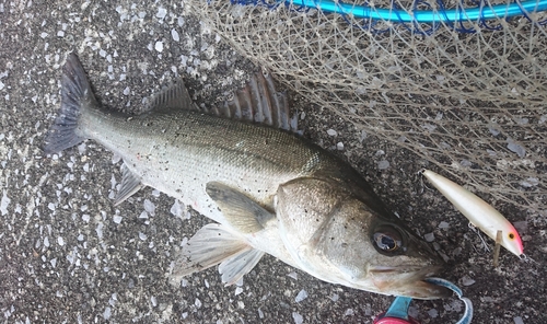 シーバスの釣果