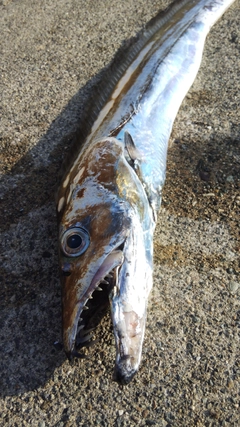 タチウオの釣果