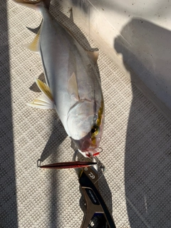 ショゴの釣果