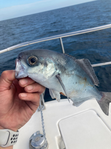 メダイの釣果