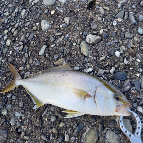 ショゴの釣果