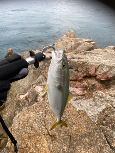 ヤズの釣果