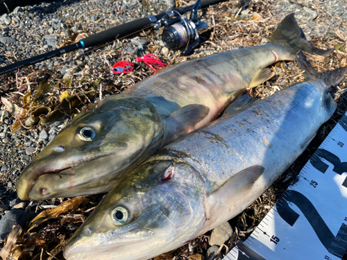 サケの釣果