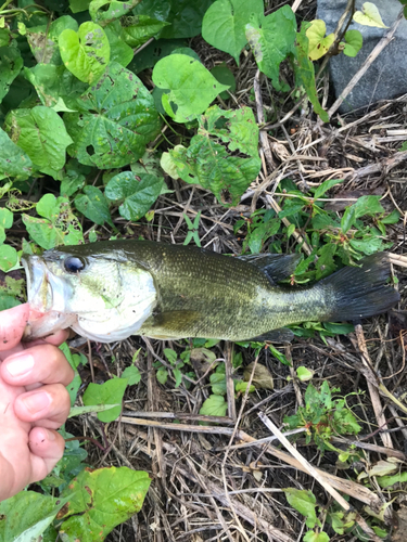 ブラックバスの釣果