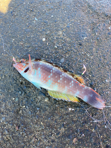 アカササノハベラの釣果