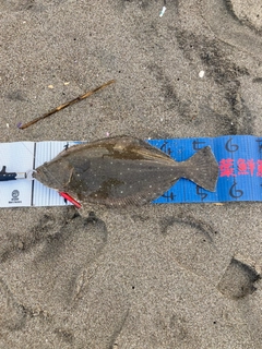 ヒラメの釣果