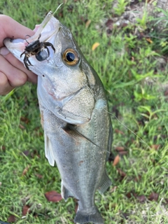 スズキの釣果