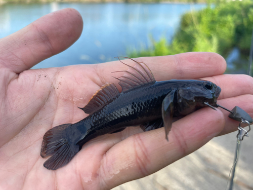 チチブの釣果