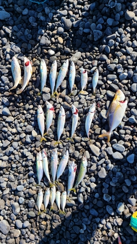 サバの釣果