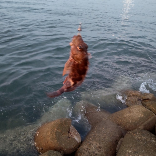 カサゴの釣果