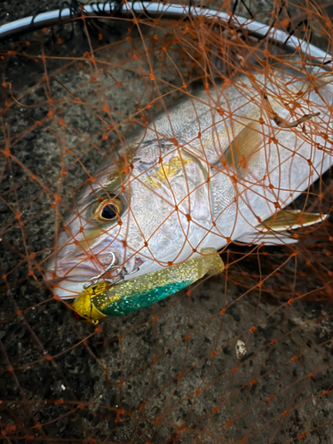 ショゴの釣果