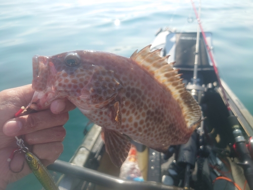 オオモンハタの釣果