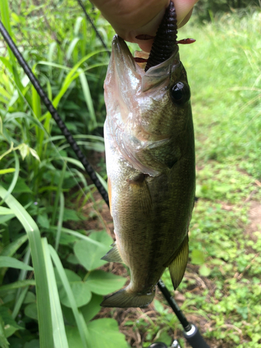 ラージマウスバスの釣果