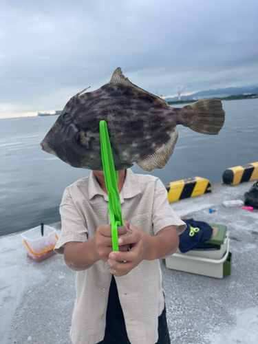 カワハギの釣果