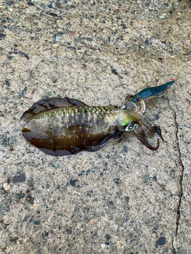 アオリイカの釣果