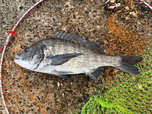 クロダイの釣果