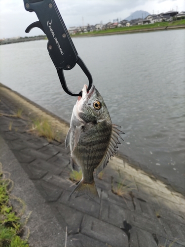 キビレの釣果