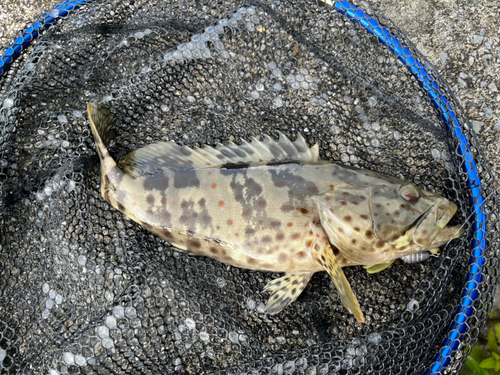 チャイロマルハタの釣果