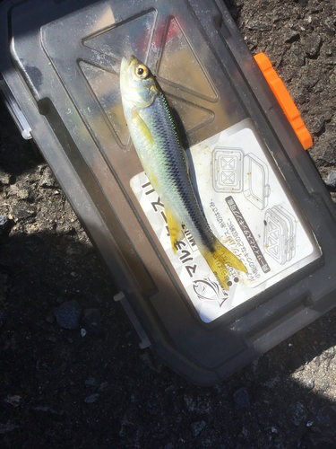 カワムツの釣果