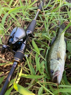 ラージマウスバスの釣果
