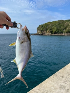 ネリゴの釣果