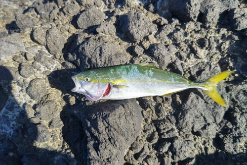 ツバスの釣果