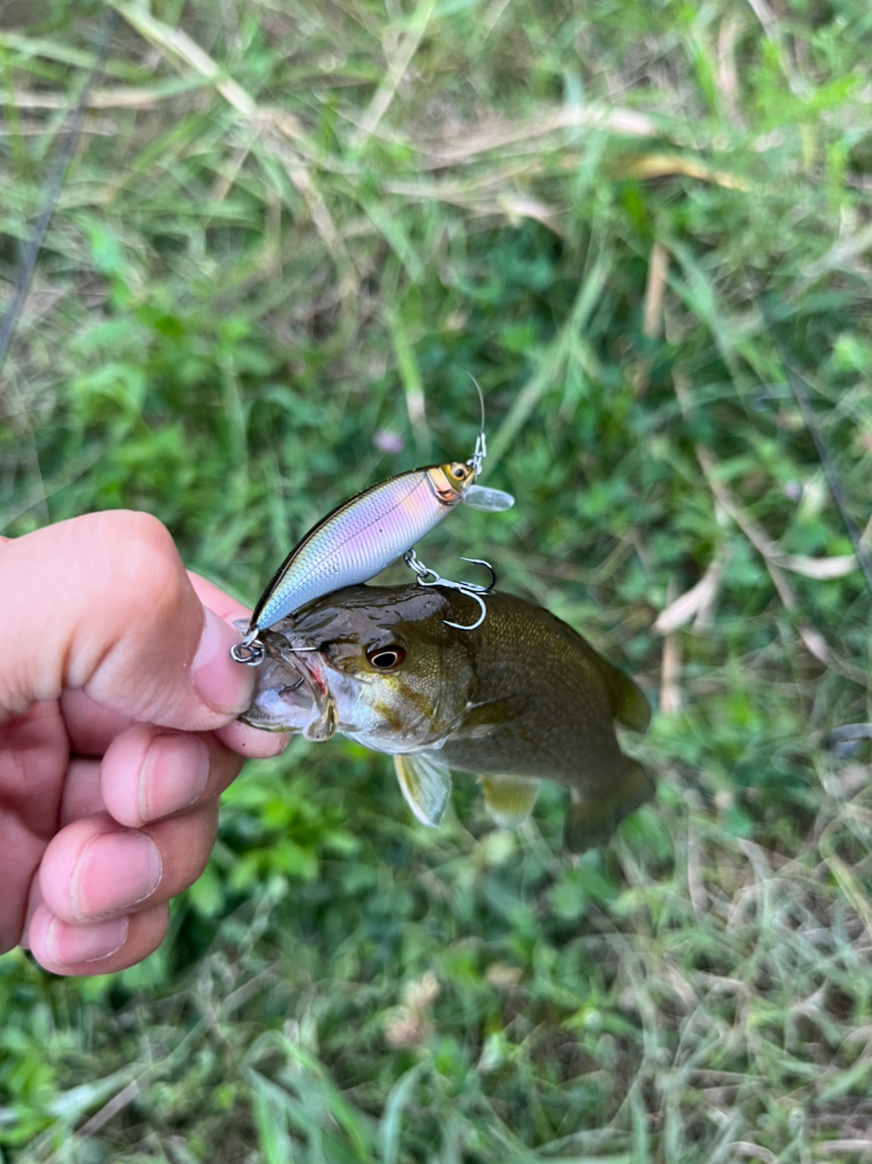 スモールマウスバス