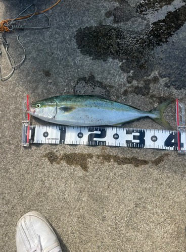 イナダの釣果