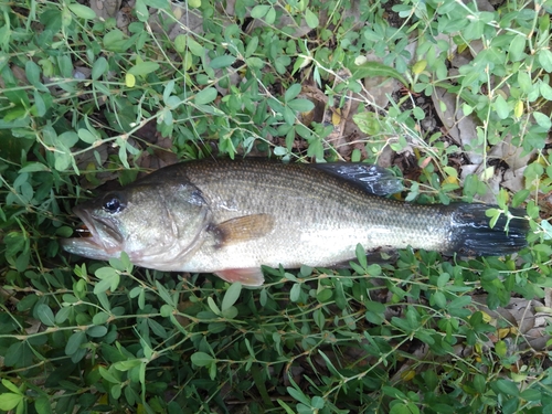 ブラックバスの釣果