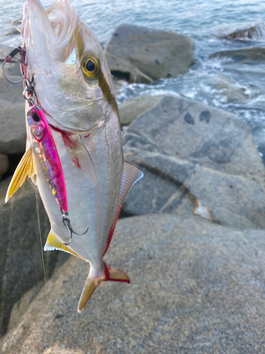 ネリゴの釣果