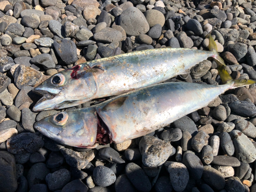 サバの釣果