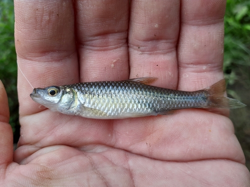 クチボソの釣果